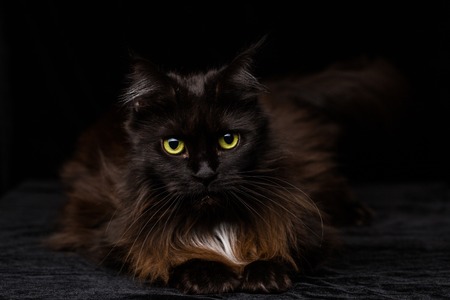 Studio Portrait of a beautiful Maine Coon Cat against Black Background. Can be used for Halloween.の写真素材