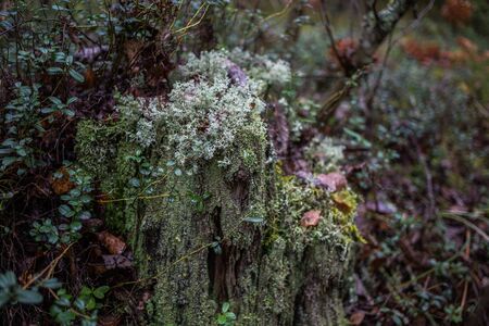 Tree stump in the forest covered with moss and lichen. Autumn forest