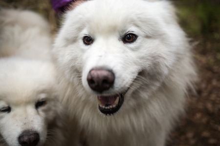 Two samoyed dog in the autunm forest.