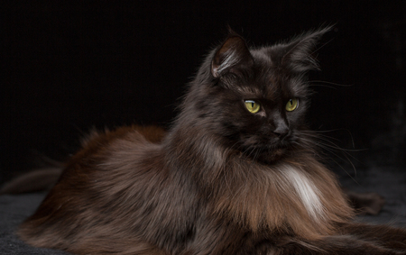 Studio Portrait of a beautiful Maine Coon Cat against Black Background. Can be used for Halloween.の写真素材