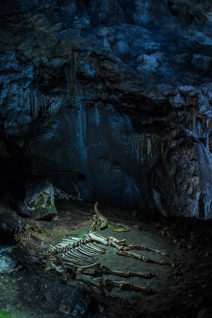 Crimea, Russia - September 2016. The skeleton of a baby mammoth lying in the karst cave of Emine Bair Hosar in Chatyr-Dah mountain in Crimea.のeditorial素材