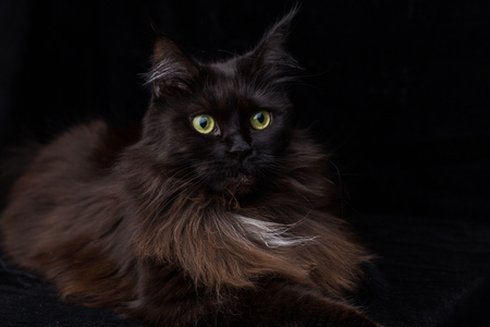 Studio Portrait of a beautiful Maine Coon Cat against Black Background. Can be used for Halloween.の写真素材