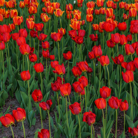 Photo of red tulips outdoorsの写真素材