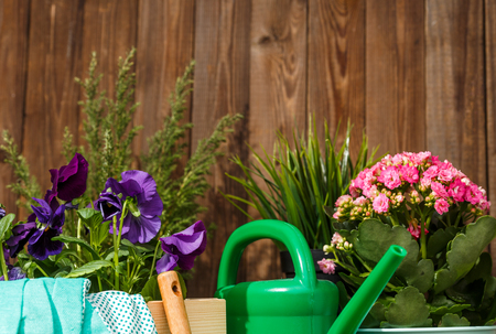 Gardening tools and flowersの写真素材