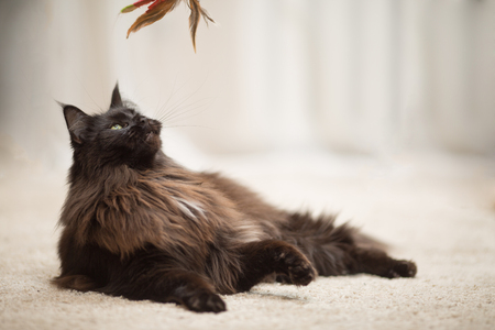 Maine Coon cat lying on the floor.の写真素材