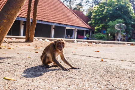 Monkey sit on ground.