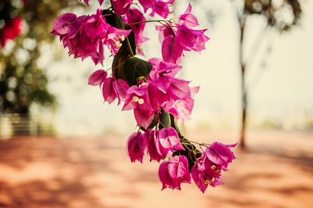 Purple little blossom flowers with green leavesの写真素材