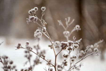 Image of plant in frostの写真素材