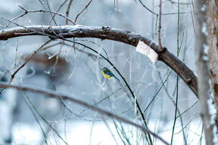 Winter tree with tit on branchの写真素材