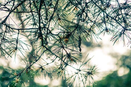 Pine branches on blurred backgroundの写真素材