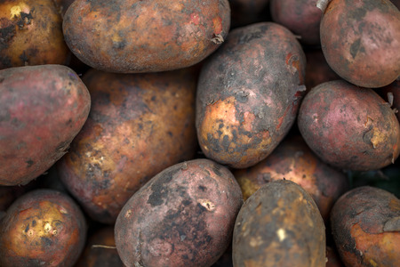 Photo of freshly dug potatoesの写真素材