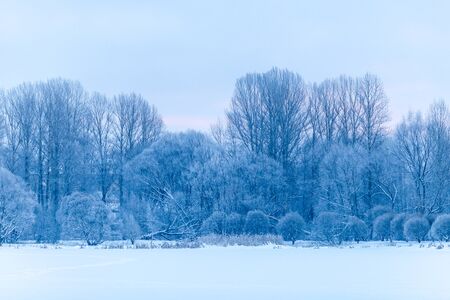 Winter landscape, trees in dayの写真素材
