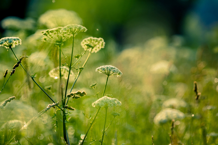 Meadow herb in summer afternoonの写真素材