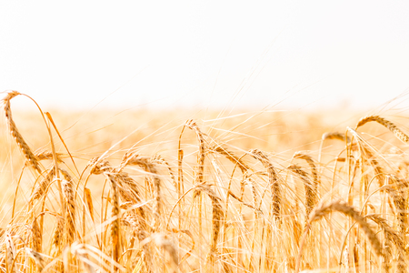 Wheat field. Background of ripening ears of meadow wheat field.の写真素材