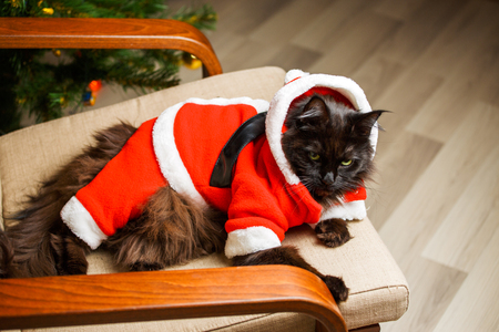 Christmas photo of black cat in Santa costume in armchairの写真素材