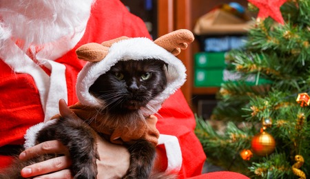 Picture of black cat in deer suit at Santas armsの写真素材