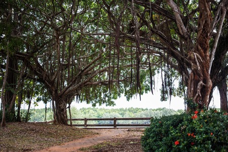 the tropical garden with beautifull trees.の写真素材