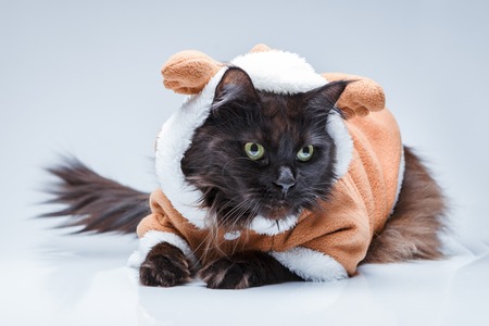 Photo of black cat in deer suitの写真素材