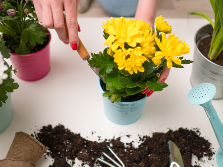 Image of soil, watering can, flowerpot, human hands with scoopの写真素材