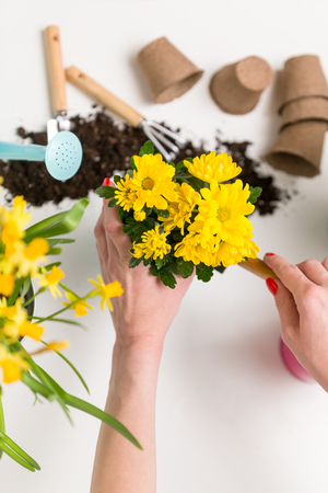 Photo from above of person transplanting chrysanthemumの写真素材