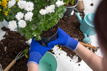 Photo on top of mans hands in blue gloves transplanting flower
