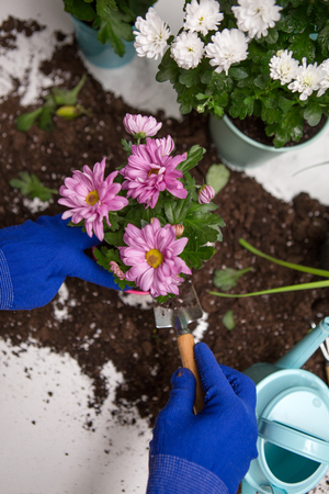 Photos from top of persons hands in blue gloves transplanting chrysanthemumの写真素材
