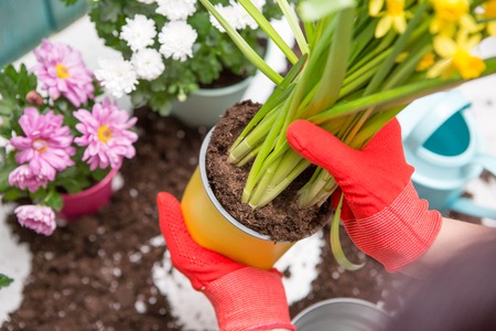Photo of mans hands in red gloves transplanting flowerの写真素材