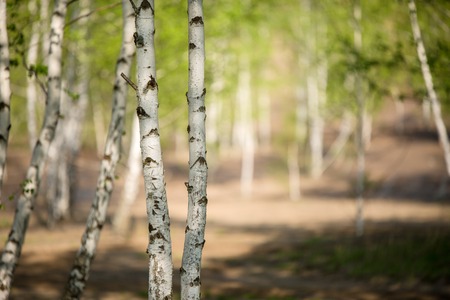 Photo of birch grove in summer. Blurred backgroundの写真素材