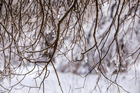Picture of snowy trees in forest and blue sky in afternoonの写真素材