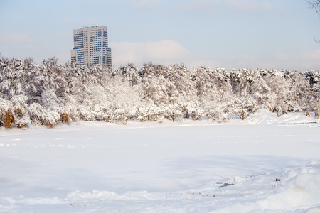 Picture of winter trees with snow and blue skyの写真素材