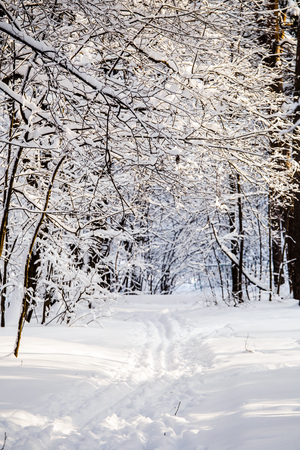 Picture of winter trees with snow and blue skyの写真素材