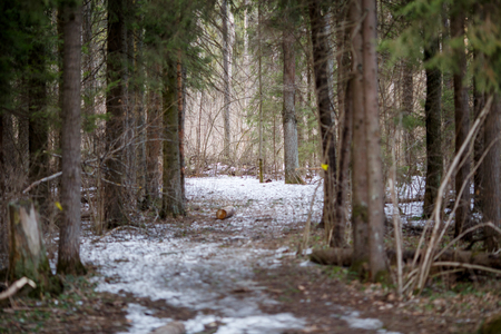 Image of trees and trail with a little bit of snow in forestの写真素材