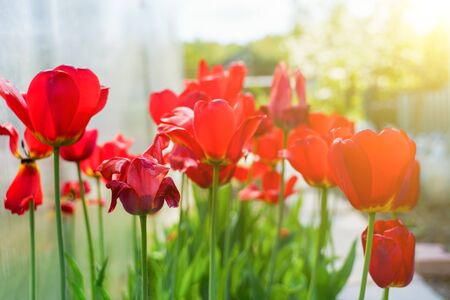 Red tulips in the gardenの写真素材