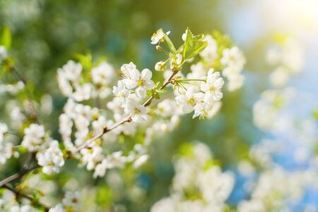 White blossom flower on apple tree branch in spring bloom full of bright light.