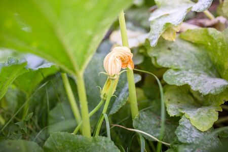 Pumpkin flower, green leavesの写真素材