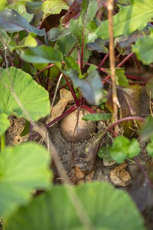 Close-up image of beets on garden beds on summer