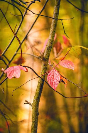 Autumn leaves on blurredの写真素材