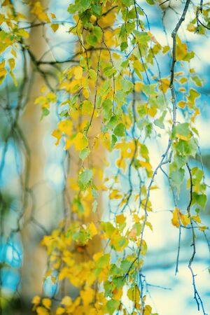Autumn leaves on blurredの写真素材