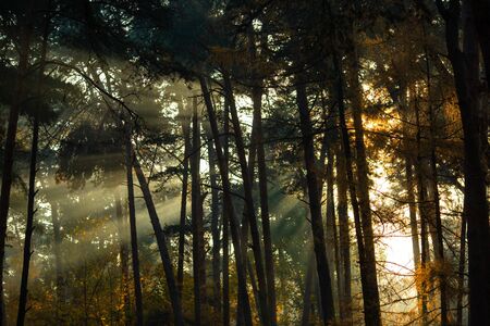 Photo of dense forest with rays of sun in afternoon