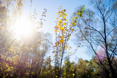 Photo from below autumnal tree and skyの写真素材