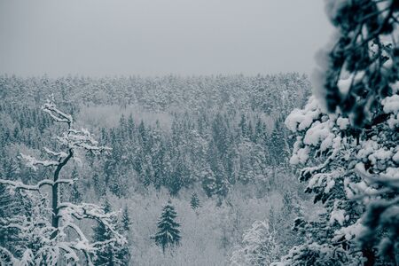 Trees strewn with snow in the winter forest.