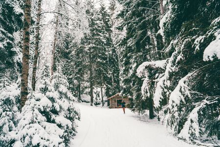 Photo from afar of man tourist walking in winter forestの写真素材