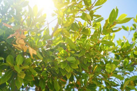 Green tree with fruits close-up
