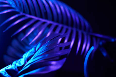 Creative tropic purple leaves layout. Neons blue and violet colors.の写真素材