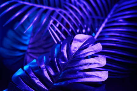 Creative tropic purple leaves layout. Neons blue and violet colors.