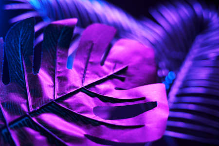 Creative tropic purple leaves layout.の写真素材