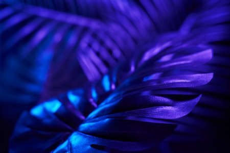 Creative tropic purple leaves layout.