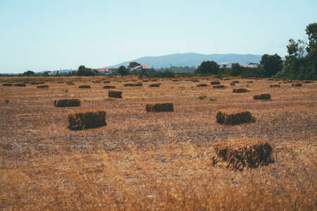 Haystacks on field near the village