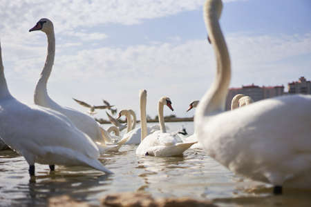 Beautiful white swan flock floating in the lake.の写真素材