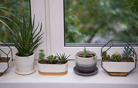 Home green plants on the window sillの写真素材